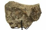 Dinosaur Pelvic Bone Section w/ Metal Stand - South Dakota #331134-2